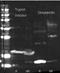 Trypsin Inhibitor A antibody, orb344979, Biorbyt, Western Blot image 