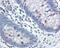 Signal Transducer And Activator Of Transcription 5A antibody, 49-925, ProSci, Immunohistochemistry paraffin image 