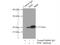 Peptidylprolyl Isomerase F antibody, 18466-1-AP, Proteintech Group, Immunoprecipitation image 