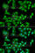 E74 Like ETS Transcription Factor 3 antibody, A6371, ABclonal Technology, Immunofluorescence image 