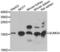 Small Ubiquitin Like Modifier 4 antibody, LS-C349207, Lifespan Biosciences, Western Blot image 