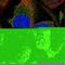 Enah/Vasp-Like antibody, HPA019536, Atlas Antibodies, Immunofluorescence image 