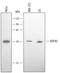 DnaJ Heat Shock Protein Family (Hsp40) Member B1 antibody, MAB4145, R&D Systems, Western Blot image 