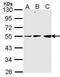 Pyruvate Dehydrogenase Complex Component X antibody, PA5-28424, Invitrogen Antibodies, Western Blot image 