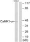 Calcium/Calmodulin Dependent Protein Kinase I antibody, LS-C117836, Lifespan Biosciences, Western Blot image 