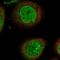 PHD Finger Protein 20 antibody, PA5-56212, Invitrogen Antibodies, Immunofluorescence image 