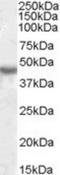 Potassium Voltage-Gated Channel Subfamily J Member 1 antibody, NBP1-36965, Novus Biologicals, Western Blot image 