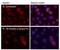 RAD51 Recombinase antibody, NB100-148, Novus Biologicals, Immunofluorescence image 