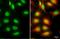 SWI/SNF Related, Matrix Associated, Actin Dependent Regulator Of Chromatin, Subfamily A, Member 2 antibody, GTX636329, GeneTex, Immunocytochemistry image 