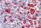 Heme Oxygenase 1 antibody, MBS247964, MyBioSource, Immunohistochemistry frozen image 