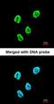 SET Nuclear Proto-Oncogene antibody, orb74191, Biorbyt, Immunofluorescence image 