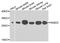 RAB23, Member RAS Oncogene Family antibody, A04593, Boster Biological Technology, Western Blot image 