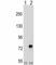 Transforming Growth Factor Beta Induced antibody, F44993-0.4ML, NSJ Bioreagents, Western Blot image 