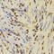 X-Ray Repair Cross Complementing 5 antibody, LS-C334351, Lifespan Biosciences, Immunohistochemistry frozen image 