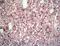 F4/80 antibody, ab16911, Abcam, Immunohistochemistry frozen image 