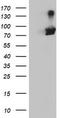 Arginyl Aminopeptidase antibody, LS-C173537, Lifespan Biosciences, Western Blot image 