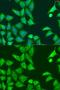 Eukaryotic Translation Initiation Factor 2 Alpha Kinase 2 antibody, GTX53983, GeneTex, Immunocytochemistry image 