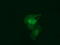 Ras Like Without CAAX 2 antibody, M07833-2, Boster Biological Technology, Immunofluorescence image 