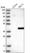 SEC13 Homolog, Nuclear Pore And COPII Coat Complex Component antibody, NBP1-92374, Novus Biologicals, Western Blot image 