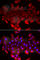 Solute Carrier Family 23 Member 2 antibody, A6740, ABclonal Technology, Immunofluorescence image 