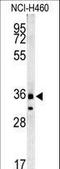 Family With Sequence Similarity 49 Member A antibody, LS-C167900, Lifespan Biosciences, Western Blot image 