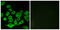Ribosomal Protein L36 antibody, abx014126, Abbexa, Western Blot image 