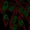 RXR gamma antibody, NBP2-68585, Novus Biologicals, Immunofluorescence image 
