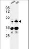 Heparan Sulfate-Glucosamine 3-Sulfotransferase 2 antibody, LS-C165025, Lifespan Biosciences, Western Blot image 