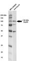 Heat Shock Protein 90 Beta Family Member 1 antibody, TA326478, Origene, Western Blot image 