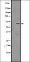 Klotho antibody, orb336494, Biorbyt, Western Blot image 
