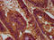 Opsin 3 antibody, LS-C680984, Lifespan Biosciences, Immunohistochemistry paraffin image 