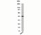 TARBP2 Subunit Of RISC Loading Complex antibody, 33-041, ProSci, Western Blot image 