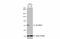 Citrin antibody, NBP1-33380, Novus Biologicals, Western Blot image 