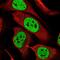 RALY Heterogeneous Nuclear Ribonucleoprotein antibody, NBP2-13201, Novus Biologicals, Immunofluorescence image 