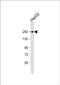 Myosin VB antibody, PA5-49519, Invitrogen Antibodies, Western Blot image 