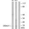 LTO1 Maturation Factor Of ABCE1 antibody, A12765, Boster Biological Technology, Western Blot image 