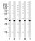 Ribosomal Protein S6 antibody, F52532-0.4ML, NSJ Bioreagents, Immunohistochemistry paraffin image 