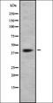 Lysophosphatidic Acid Receptor 4 antibody, orb336446, Biorbyt, Western Blot image 