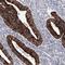 YTH Domain Containing 2 antibody, HPA037364, Atlas Antibodies, Immunohistochemistry frozen image 