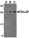 Toll Interacting Protein antibody, PA5-20205, Invitrogen Antibodies, Western Blot image 