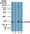 Toll Like Receptor Adaptor Molecule 2 antibody, NBP2-24638, Novus Biologicals, Western Blot image 