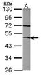 Coagulation Factor VII antibody, LS-B4200, Lifespan Biosciences, Western Blot image 