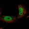 Nucleic Acid Binding Protein 2 antibody, NBP1-82718, Novus Biologicals, Immunofluorescence image 