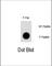 Nuclear Receptor Subfamily 4 Group A Member 1 antibody, abx031951, Abbexa, Western Blot image 