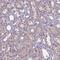 Lysine Rich Nucleolar Protein 1 antibody, NBP2-48730, Novus Biologicals, Immunohistochemistry frozen image 