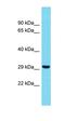 Transcription elongation factor, mitochondrial antibody, orb326735, Biorbyt, Western Blot image 