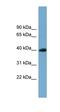SAM and SH3 domain-containing protein 3 antibody, orb326185, Biorbyt, Western Blot image 