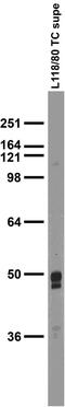 Solute Carrier Family 32 Member 1 antibody, 75-457, Antibodies Incorporated, Western Blot image 
