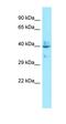 Lysophosphatidic Acid Receptor 4 antibody, orb326507, Biorbyt, Western Blot image 