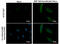 FLAG antibody, GTX77457, GeneTex, Immunofluorescence image 